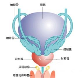 膀胱炎