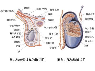 新乡治疗附睾炎比较好的医院